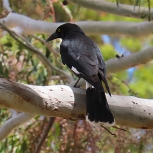 Strepera graculina at Tharwa, ACT - 24 Sep 2024