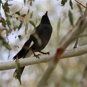 Strepera graculina at Tharwa, ACT - 24 Sep 2024