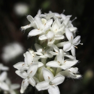 Pimelea glauca at Yarralumla, ACT - 16 Sep 2024