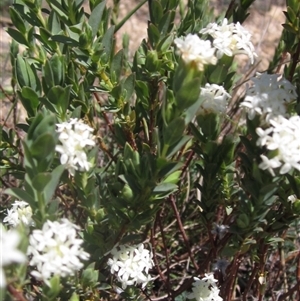 Pimelea glauca at Yarralumla, ACT - 16 Sep 2024