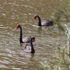 Cygnus atratus (Black Swan) at Tharwa, ACT - 24 Sep 2024 by RodDeb