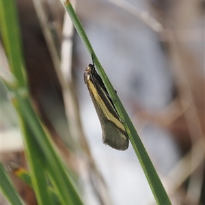 Philobota chrysopotama at Kenny, ACT - 24 Sep 2024