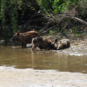 Sus scrofa at Tharwa, ACT - 24 Sep 2024