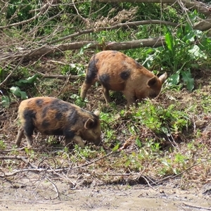 Sus scrofa at Tharwa, ACT - 24 Sep 2024