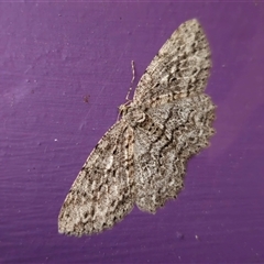 Ectropis bispinaria at Captains Flat, NSW - 25 Sep 2024