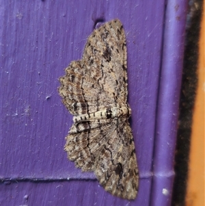 Ectropis bispinaria at Captains Flat, NSW - 25 Sep 2024