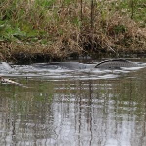 Cyprinus carpio at Fyshwick, ACT - 25 Sep 2024 01:38 PM