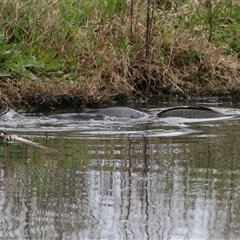 Cyprinus carpio at Fyshwick, ACT - 25 Sep 2024 01:38 PM