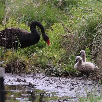 Cygnus atratus (Black Swan) at Fyshwick, ACT - 25 Sep 2024 by RodDeb