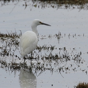 Egretta garzetta at Fyshwick, ACT - 25 Sep 2024 01:37 PM