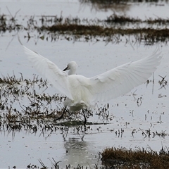 Egretta garzetta at Fyshwick, ACT - 25 Sep 2024 01:37 PM