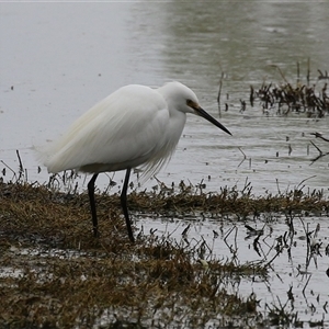 Egretta garzetta at Fyshwick, ACT - 25 Sep 2024 01:37 PM