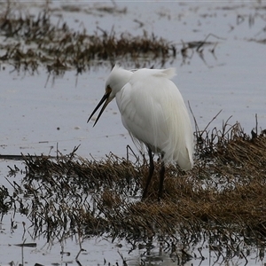 Egretta garzetta at Fyshwick, ACT - 25 Sep 2024 01:37 PM