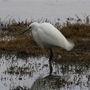 Egretta garzetta at Fyshwick, ACT - 25 Sep 2024 01:37 PM