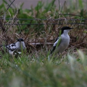 Lalage tricolor at Fyshwick, ACT - 25 Sep 2024