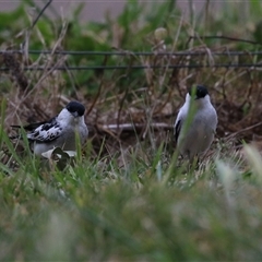 Lalage tricolor at Fyshwick, ACT - 25 Sep 2024