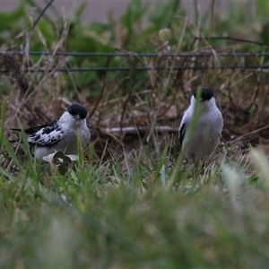 Lalage tricolor at Fyshwick, ACT - 25 Sep 2024