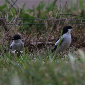 Lalage tricolor at Fyshwick, ACT - 25 Sep 2024 01:50 PM