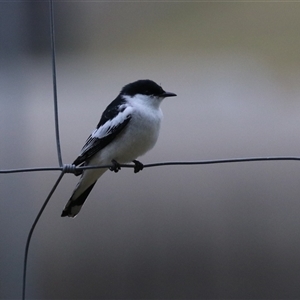 Lalage tricolor at Fyshwick, ACT - 25 Sep 2024