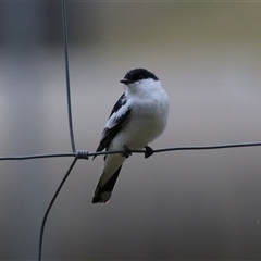 Lalage tricolor at Fyshwick, ACT - 25 Sep 2024