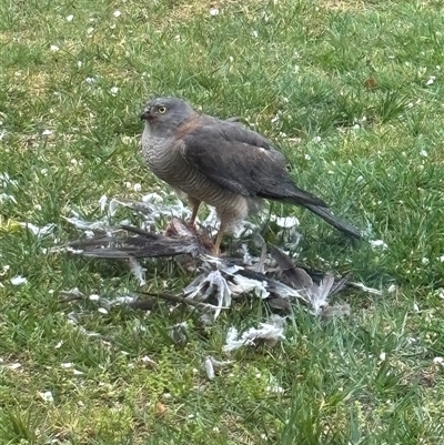 Tachyspiza cirrocephala (Collared Sparrowhawk) at O'Connor, ACT - 25 Sep 2024 by Choyster