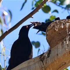 Corcorax melanorhamphos (White-winged Chough) at Deakin, ACT - 16 Sep 2024 by LisaH