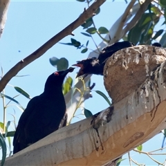 Corcorax melanorhamphos at Deakin, ACT - 16 Sep 2024 12:10 PM