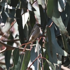 Caligavis chrysops (Yellow-faced Honeyeater) at Hughes, ACT - 16 Sep 2024 by LisaH