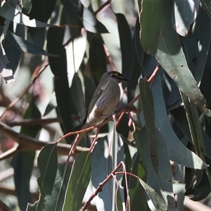 Caligavis chrysops at Hughes, ACT - 16 Sep 2024 12:18 PM