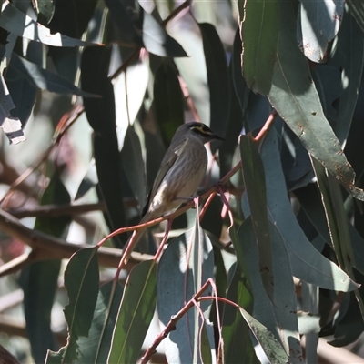 Caligavis chrysops (Yellow-faced Honeyeater) at Hughes, ACT - 16 Sep 2024 by LisaH