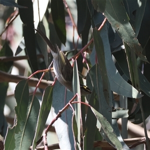 Caligavis chrysops at Hughes, ACT - 16 Sep 2024 12:18 PM