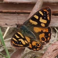 Argynnina cyrila (Forest Brown, Cyril's Brown) at Mongarlowe, NSW - 25 Sep 2024 by LisaH