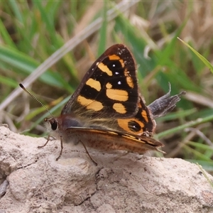 Argynnina cyrila at Mongarlowe, NSW - 25 Sep 2024