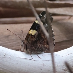 Vanessa itea (Yellow Admiral) at Mongarlowe, NSW - 25 Sep 2024 by LisaH