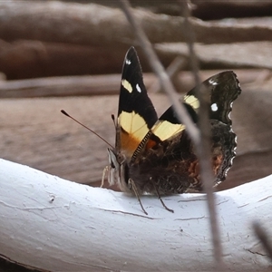 Vanessa itea at Mongarlowe, NSW - suppressed