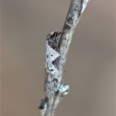 Philobota transversella (A Concealer moth (Philobota arabella group)) at Mongarlowe, NSW - 25 Sep 2024 by LisaH