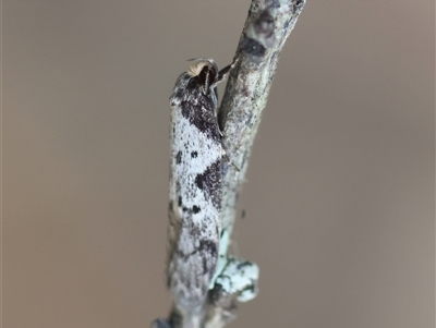 Philobota transversella (A Concealer moth (Philobota arabella group)) at Mongarlowe, NSW - 25 Sep 2024 by LisaH