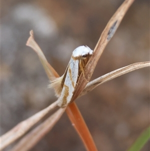 Oxythecta (genus) at Mongarlowe, NSW - 25 Sep 2024