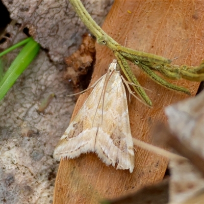 Hellula hydralis (Cabbage Centre Moth) at Mongarlowe, NSW - 25 Sep 2024 by LisaH