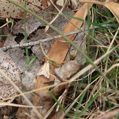 Hellula hydralis at Mongarlowe, NSW - suppressed