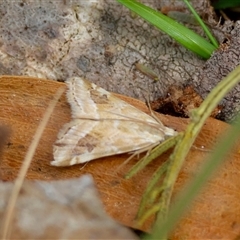 Hellula hydralis at Mongarlowe, NSW - suppressed