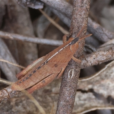 Goniaea sp. (genus) (A gumleaf grasshopper) at Mongarlowe, NSW - 25 Sep 2024 by LisaH