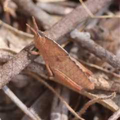 Goniaea sp. (genus) at Mongarlowe, NSW - suppressed