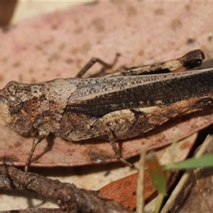 Cirphula pyrrhocnemis at Mongarlowe, NSW - 25 Sep 2024