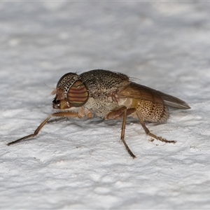 Stomorhina sp. (genus) at Melba, ACT - 24 Sep 2024 09:46 PM