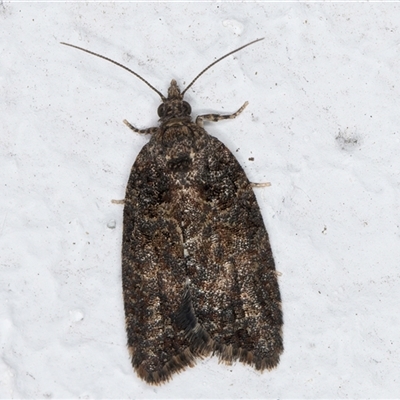 Tortricinae (subfamily) (A tortrix moth) at Melba, ACT - 24 Sep 2024 by kasiaaus