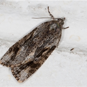 Thrincophora lignigerana at Melba, ACT - 24 Sep 2024