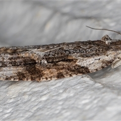 Thrincophora lignigerana at Melba, ACT - 24 Sep 2024