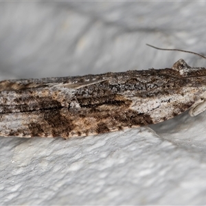 Thrincophora lignigerana at Melba, ACT - 24 Sep 2024 10:54 PM