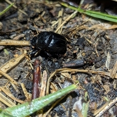 Onthophagus declivis at Macgregor, ACT - 25 Sep 2024